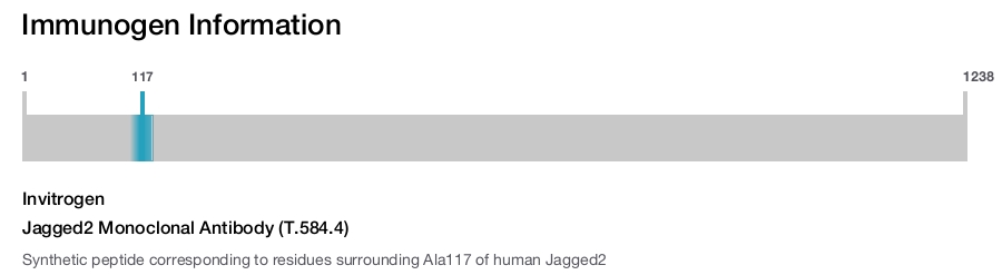 Jagged2 Monoclonal Antibody (T.584.4)