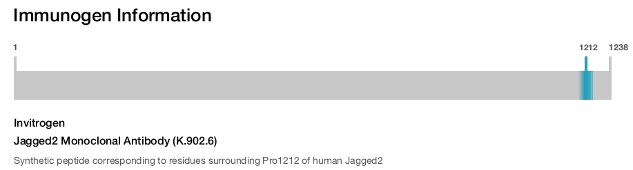 Jagged2 Monoclonal Antibody (K.902.6)