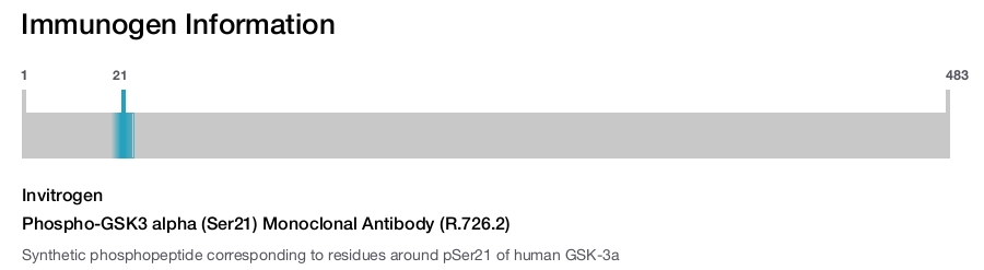 Phospho-GSK3 alpha (Ser21) Monoclonal Antibody (R.726.2)