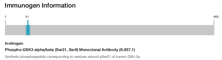 Phospho-GSK3 alpha/beta (Ser21, Ser9) Monoclonal Antibody (K.857.1)