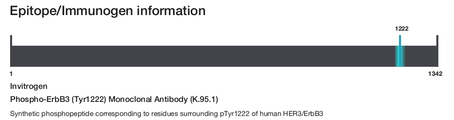Phospho-ErbB3 (Tyr1222) Monoclonal Antibody (K.95.1)