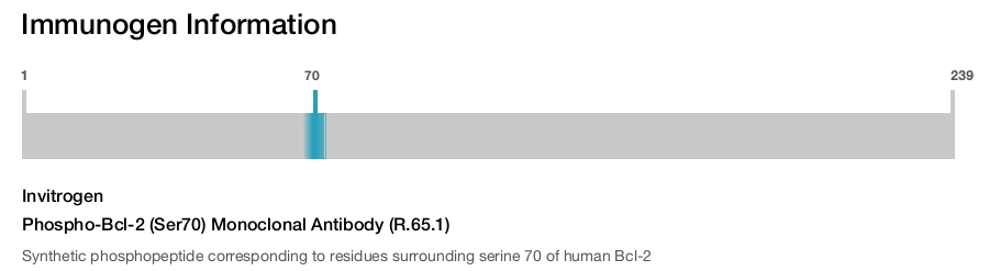 Phospho-Bcl-2 (Ser70) Monoclonal Antibody (R.65.1)