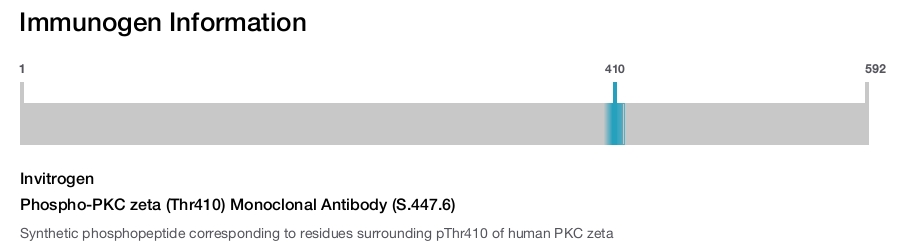Phospho-PKC zeta (Thr410) Monoclonal Antibody (S.447.6)