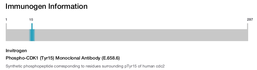 Phospho-CDK1 (Tyr15) Monoclonal Antibody (E.658.6)