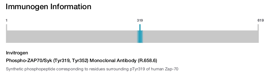Phospho-ZAP70/Syk (Tyr319, Tyr352) Monoclonal Antibody (R.658.6)