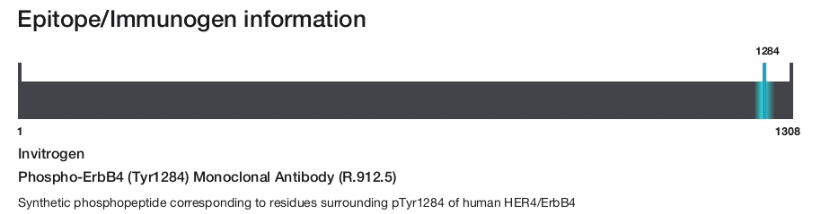 Phospho-ErbB4 (Tyr1284) Monoclonal Antibody (R.912.5)