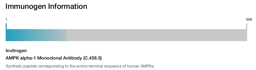 AMPK alpha-1 Monoclonal Antibody (C.458.5)
