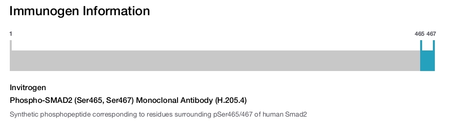 Phospho-SMAD2 (Ser465, Ser467) Monoclonal Antibody (H.205.4)