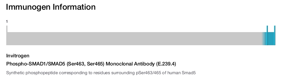 Phospho-SMAD1/SMAD5 (Ser463, Ser465) Monoclonal Antibody (E.239.4)