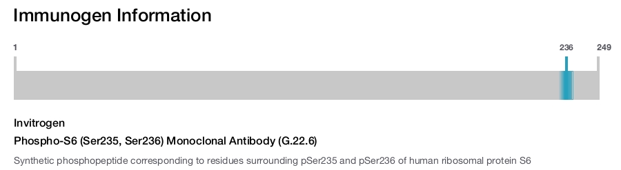 Phospho-S6 (Ser235, Ser236) Monoclonal Antibody (G.22.6)