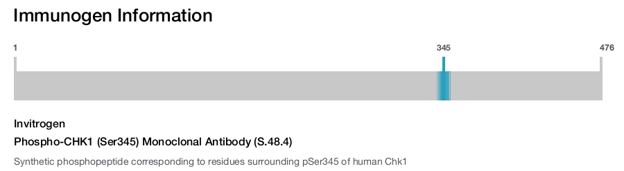Phospho-CHK1 (Ser345) Monoclonal Antibody (S.48.4)