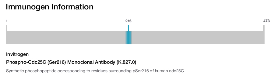 Phospho-Cdc25C (Ser216) Monoclonal Antibody (K.827.0)