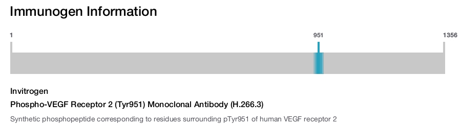 Phospho-VEGF Receptor 2 (Tyr951) Monoclonal Antibody (H.266.3)
