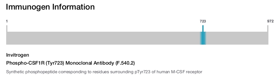 Phospho-CSF1R (Tyr723) Monoclonal Antibody (F.540.2)