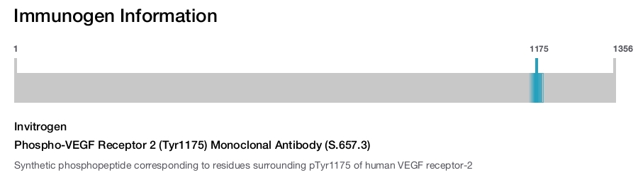 Phospho-VEGF Receptor 2 (Tyr1175) Monoclonal Antibody (S.657.3)