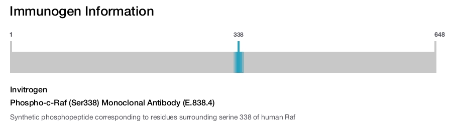 Phospho-c-Raf (Ser338) Monoclonal Antibody (E.838.4)
