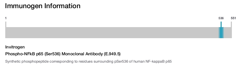 Phospho-NFkB p65 (Ser536) Monoclonal Antibody (E.949.5)