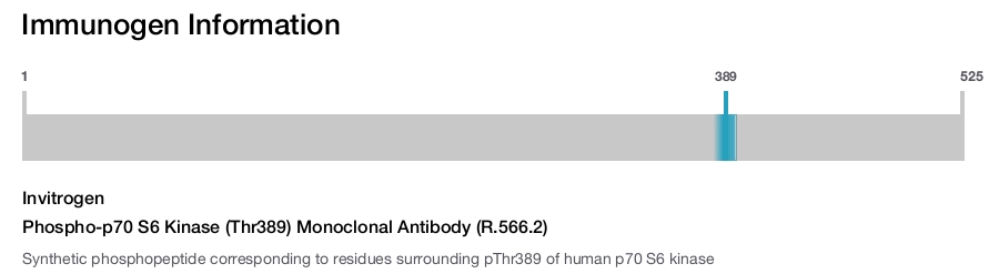 Phospho-p70 S6 Kinase (Thr389) Monoclonal Antibody (R.566.2)