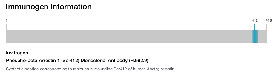Phospho-beta Arrestin 1 (Ser412) Monoclonal Antibody (H.992.9)