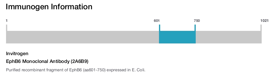 EphB6 Monoclonal Antibody (2A6B9)