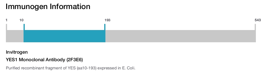 YES1 Monoclonal Antibody (2F3E6)
