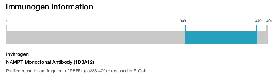 NAMPT Monoclonal Antibody (1D3A12)