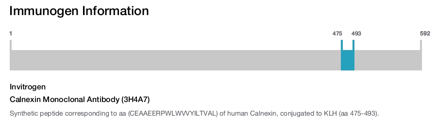 Calnexin Monoclonal Antibody (3H4A7)