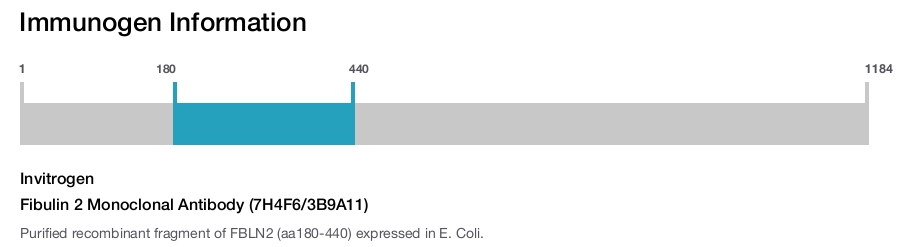 Fibulin 2 Monoclonal Antibody (7H4F6/3B9A11)