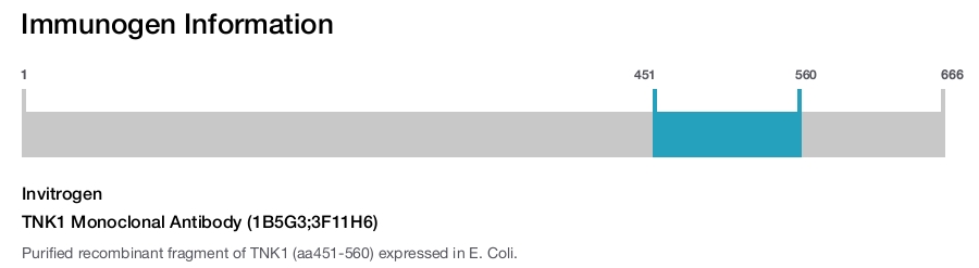 TNK1 Monoclonal Antibody (1B5G3;3F11H6)