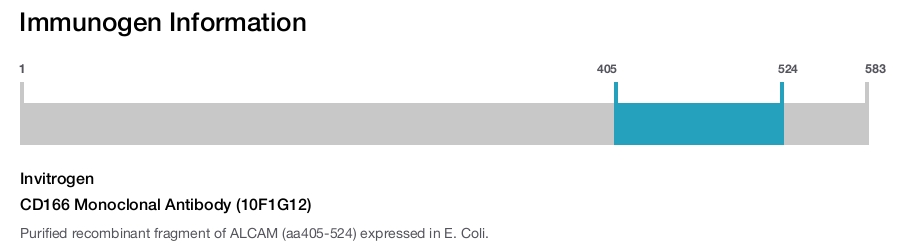 CD166 Monoclonal Antibody (10F1G12)