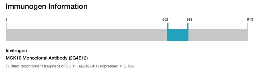 MCK10 Monoclonal Antibody (2G4E12)
