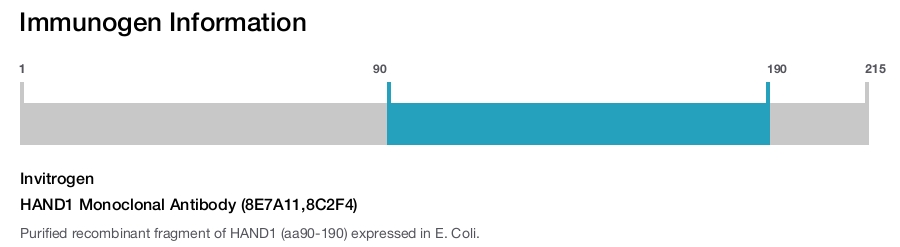 HAND1 Monoclonal Antibody (8E7A11,8C2F4)