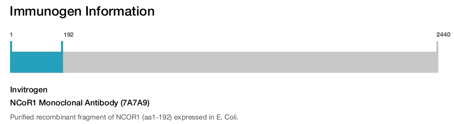 NCoR1 Monoclonal Antibody (7A7A9)
