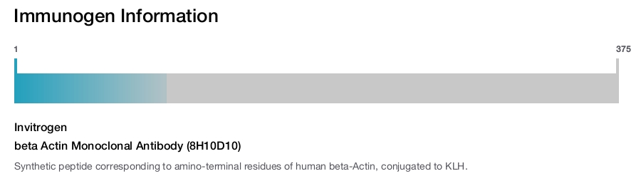beta Actin Monoclonal Antibody (8H10D10)