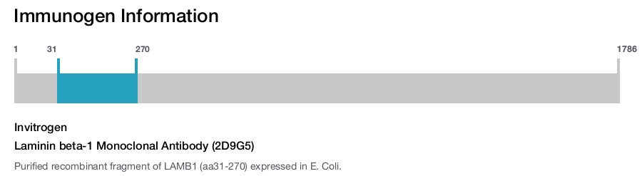 Laminin beta-1 Monoclonal Antibody (2D9G5)
