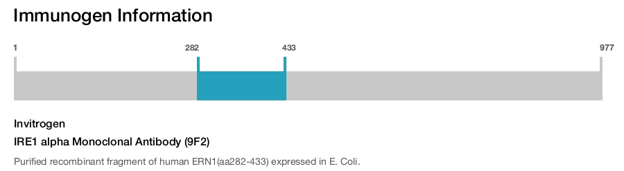 IRE1 alpha Monoclonal Antibody (9F2)