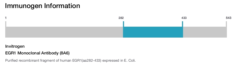 EGR1 Monoclonal Antibody (8A6)