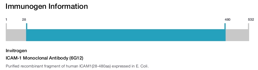 ICAM-1 Monoclonal Antibody (6G12)