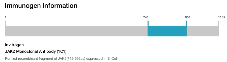JAK2 Monoclonal Antibody (1C1)