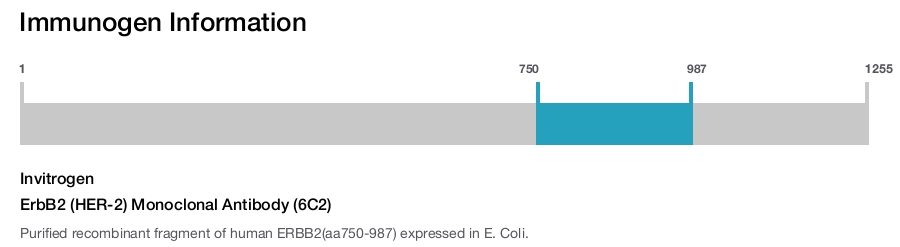 ErbB2 (HER-2) Monoclonal Antibody (6C2)