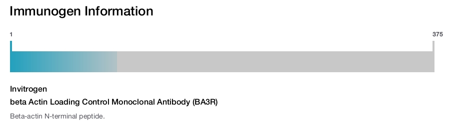 beta Actin Loading Control Monoclonal Antibody (BA3R)