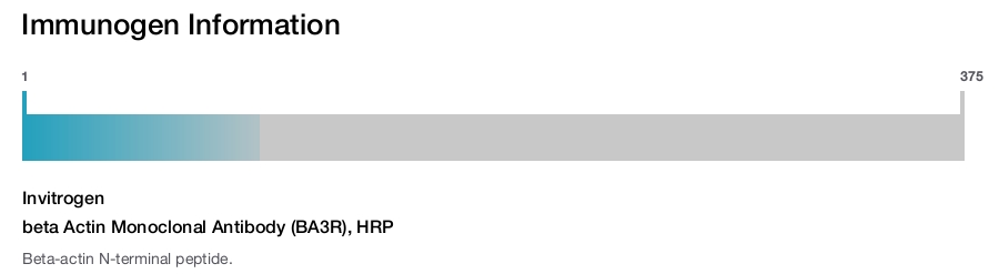 beta Actin Monoclonal Antibody (BA3R), HRP