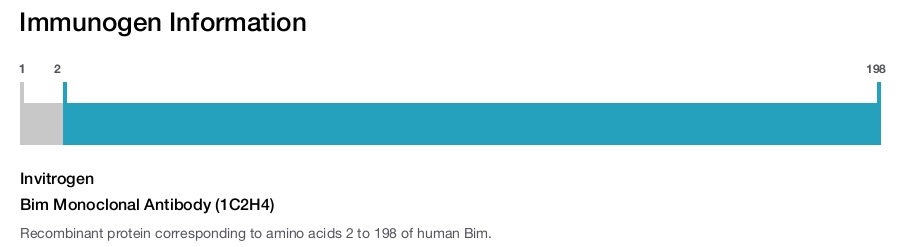 Bim Monoclonal Antibody (1C2H4)
