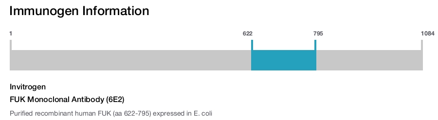 FUK Monoclonal Antibody (6E2)