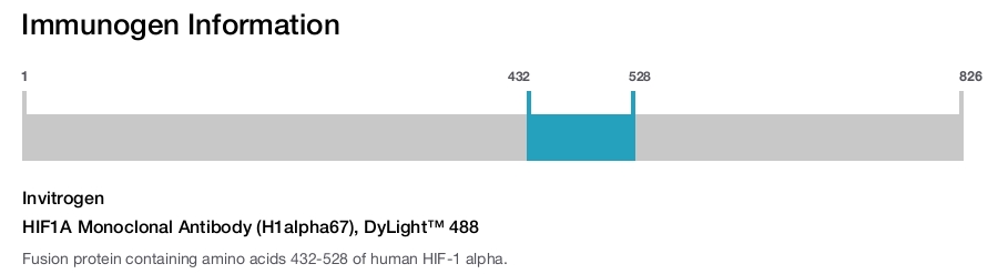 HIF1A Monoclonal Antibody (H1alpha67), DyLight™ 488