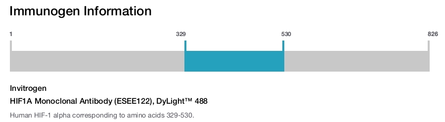 HIF1A Monoclonal Antibody (ESEE122), DyLight™ 488