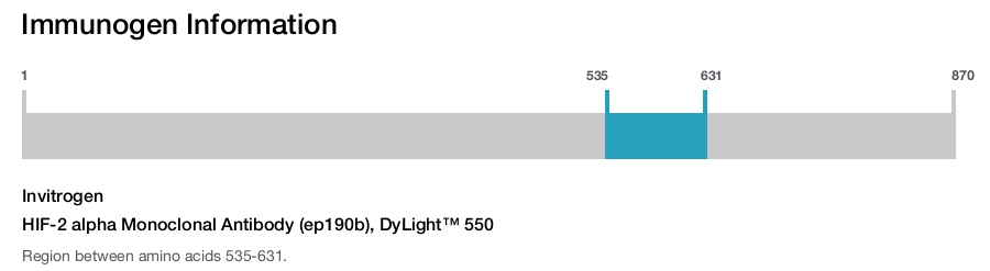 HIF-2 alpha Monoclonal Antibody (ep190b), DyLight™ 550