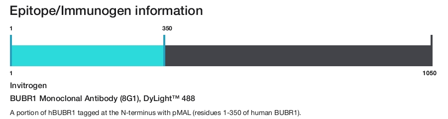 BUBR1 Monoclonal Antibody (8G1), DyLight&trade; 488