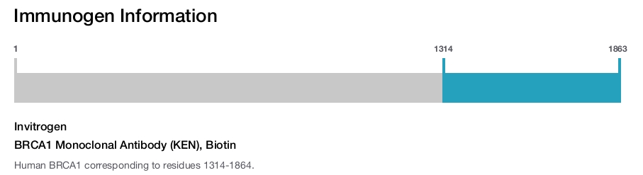 BRCA1 Monoclonal Antibody (KEN), Biotin