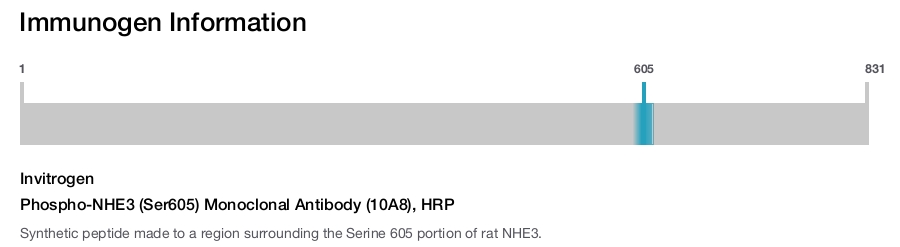 Phospho-NHE3 (Ser605) Monoclonal Antibody (10A8), HRP